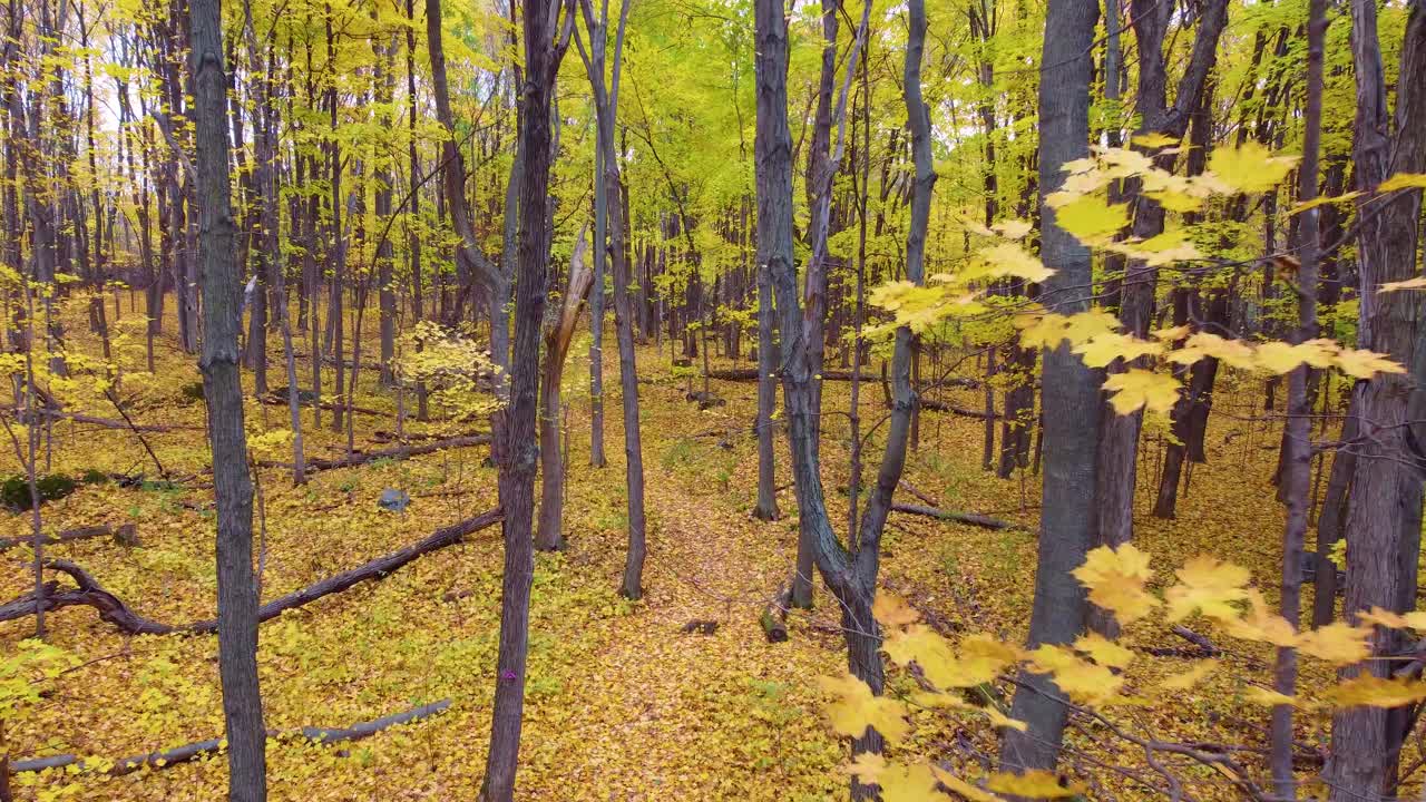 High in treetops as yellow-green autumn leaves drift gently down