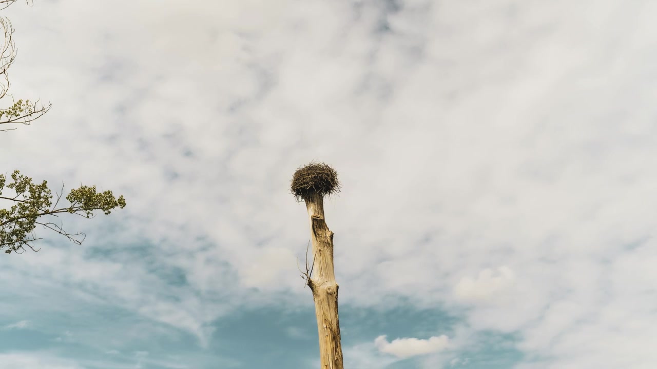 Nido di uccello solitario appollaiato su un tronco d'albero con nuvole in rapido movimento sullo sfondo - nido di cicogna isolato - time-lapse statico