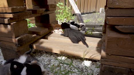 a litter of young cats playing in the garden on a sunny day