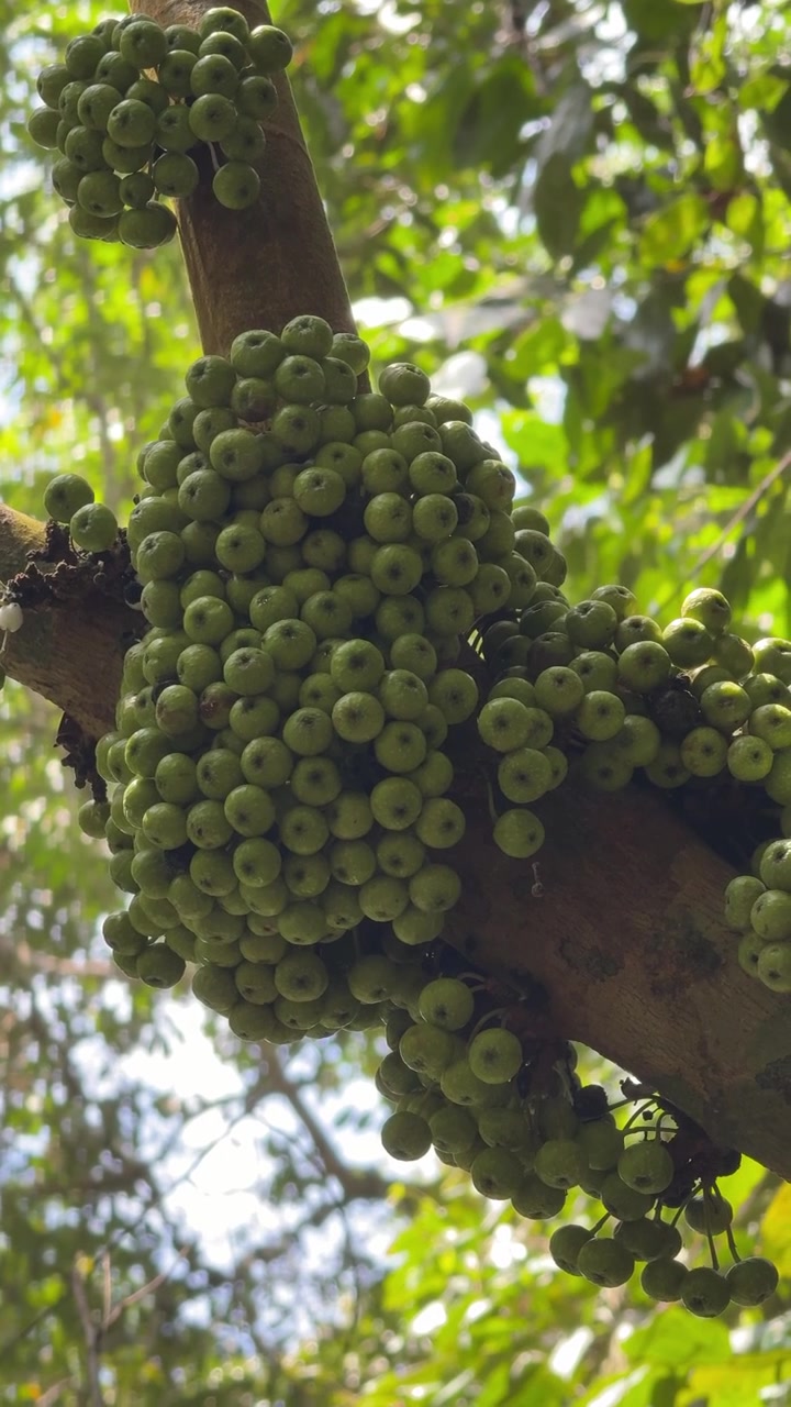 Grappolo di fichi verdi che crescono su un ramo d'albero