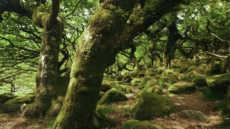 Pan-right-to-left-along-the-footpath-in-the-Wistman's-Woods,-Dartmoor,-Devon,-England