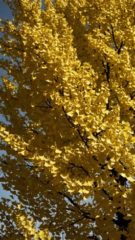 vibrant yellow leaves of a ginkgo tree captured from a low angle, set against a clear blue sky