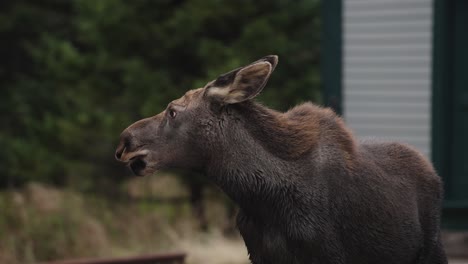 moose standing looking around forest with beautiful detail slow motion