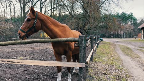 domestic brown horse standing in the corner of wooden fence of paddock