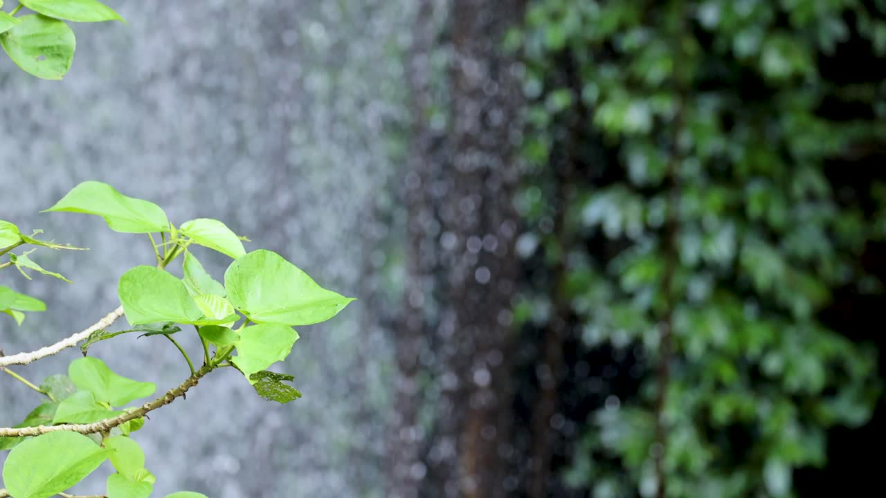 A leafy branch sways gently before a blurred waterfall backdrop. Natural daylight highlights the vibrant green foliage, with a steady camera and shallow depth of field