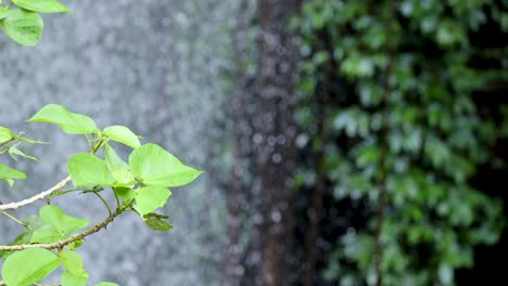 a leafy branch sways gently before a blurred waterfall backdrop. natural daylight highlights the vibrant green foliage, with a steady camera and shallow depth of field