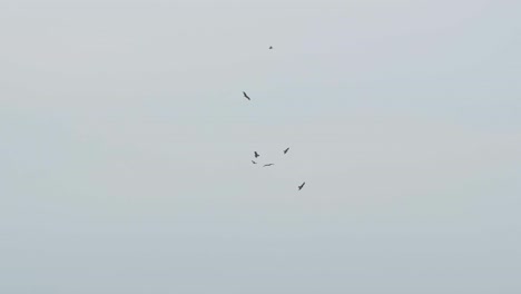 águilas y halcones rodean el cielo en un día nublado