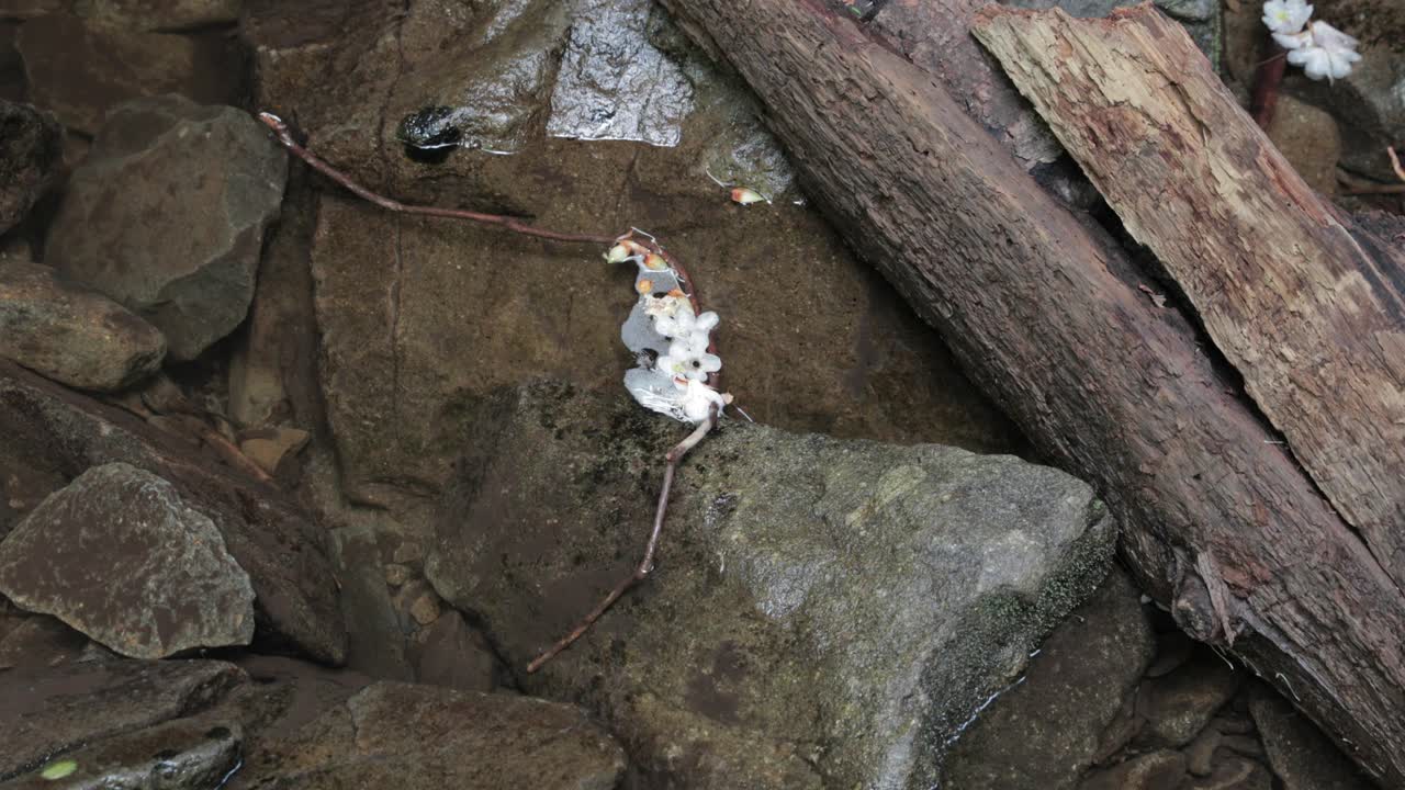 flor en arroyo de montaña con rocas de río