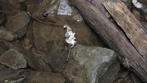 flower in mountain stream with river rocks