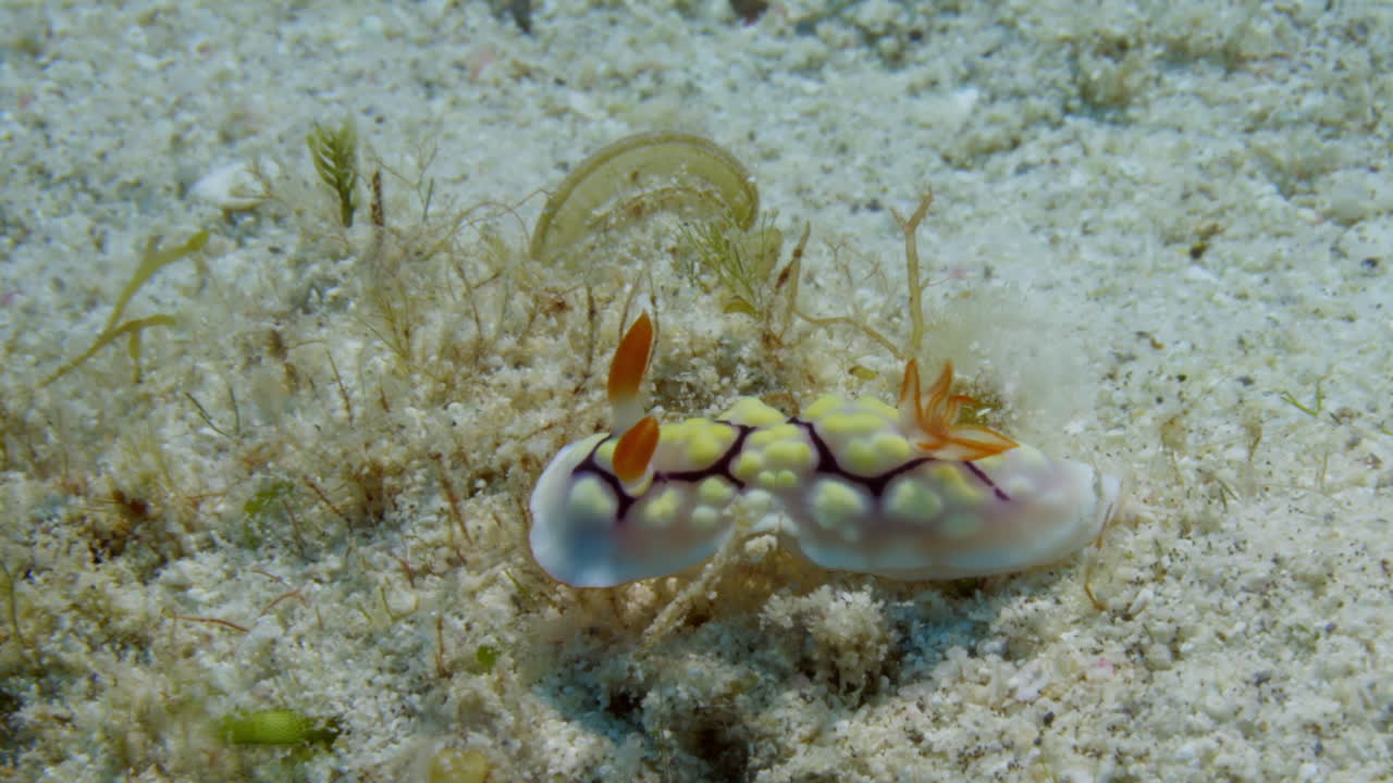 놀랍게도 다채로운 goniobranchus conchyliatus nudibranch는 부드러운 해조류에서 피난처를 찾기 위해 모래 바닥에서 우아하게 항해합니다.