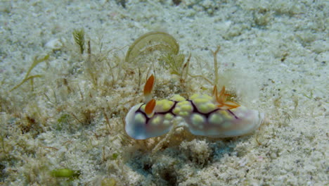 amazing colorful goniobranchus conchyliatus nudibranch cruising gracefully on the sandy ocean floor to find shelter in the soft algae