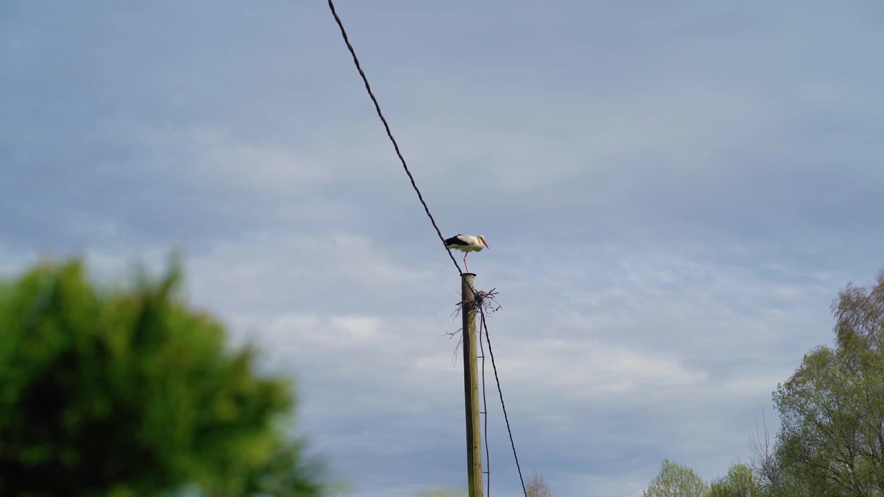 Hvid stork sidder på toppen af en elmast med en lille rede mod en overskyet himmel. Lavvinkeloptagelse