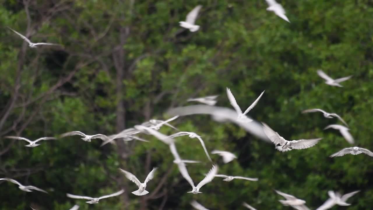 제비갈매기는 전 세계 바다, 강 및 기타 더 넓은 수역에서 볼 수 있는 바닷새입니다.