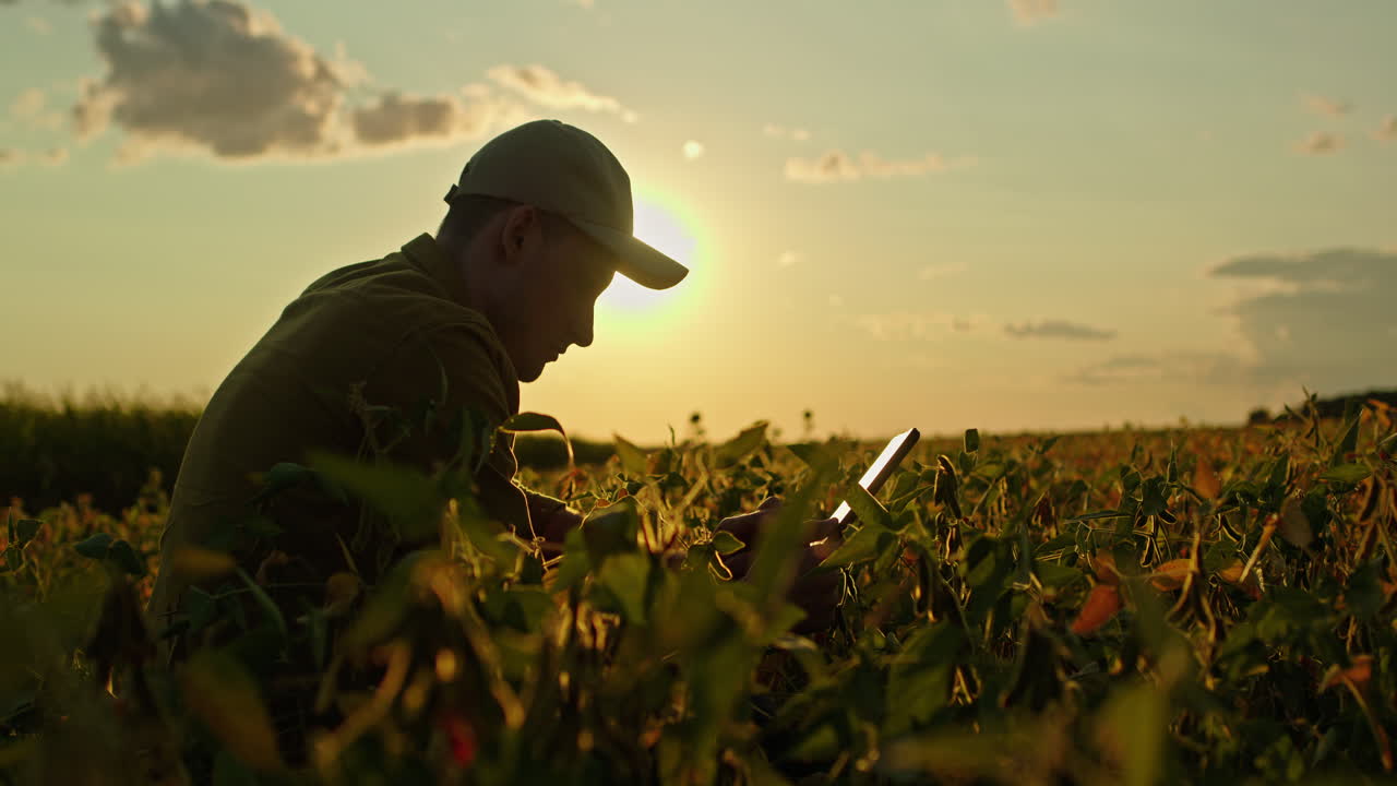 agricultor usando tableta en el campo de soja al atardecer