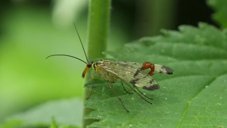 Makroaufnahme-Einer-Europäischen-Skorpionfliege,-Die-Auf-Einer-Grünen-Pflanze-Im-Wald-Ruht,-Statisch