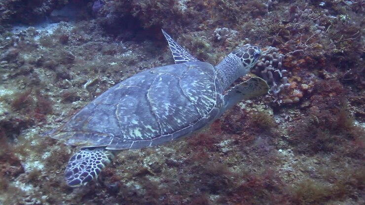 Cozumel Turtle 00
