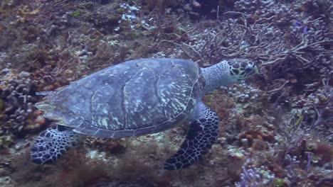 Cozumel Turtle 00