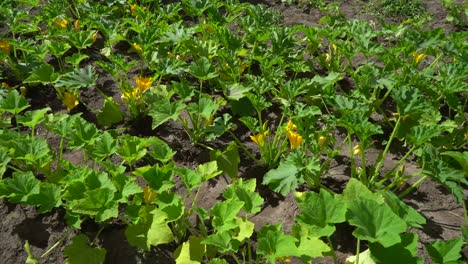 el calabacín o baby tuétano es una calabaza de verano, una planta herbácea enredadera cuyos frutos se cosechan cuando sus semillas inmaduras y su epicarpio aún son blandos y comestibles
