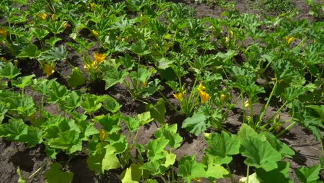 the zucchini or baby marrow is a summer squash, a vining herbaceous plant whose fruit are harvested when their immature seeds and epicarp are still soft and edible