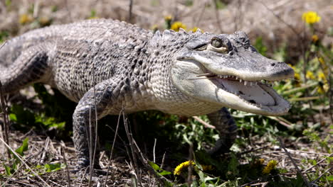 Alligator-walking-through-brightly-coloured-dandelions-and-grass