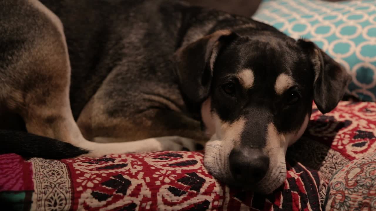 un perro triste está acostado solo