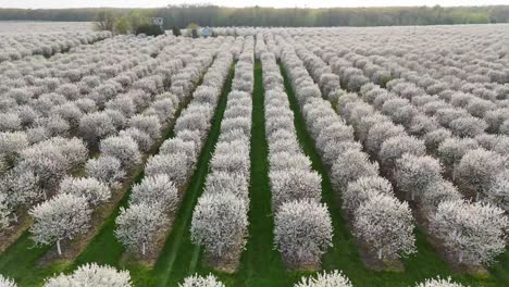 The-cherry-orchards-in-Door-County,-Wisconsin-are-in-full-bloom-in-the-spring-each-year