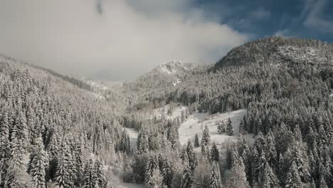 Mountain-forest-with-sunlight,-snow-and-blue-sky