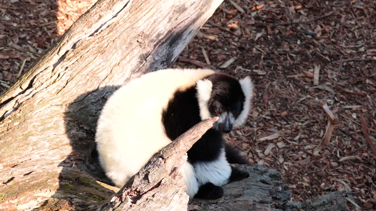 빛 에 어 있는 나가지 에 고 있는 레무르