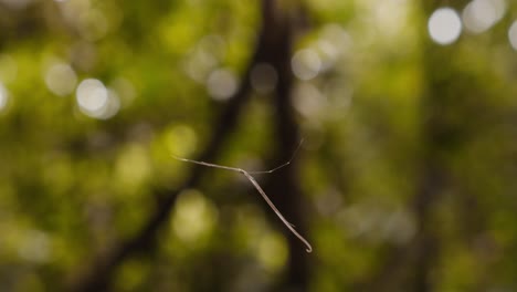 araña látigo inmóvil en la web suspendida por los hilos de la red