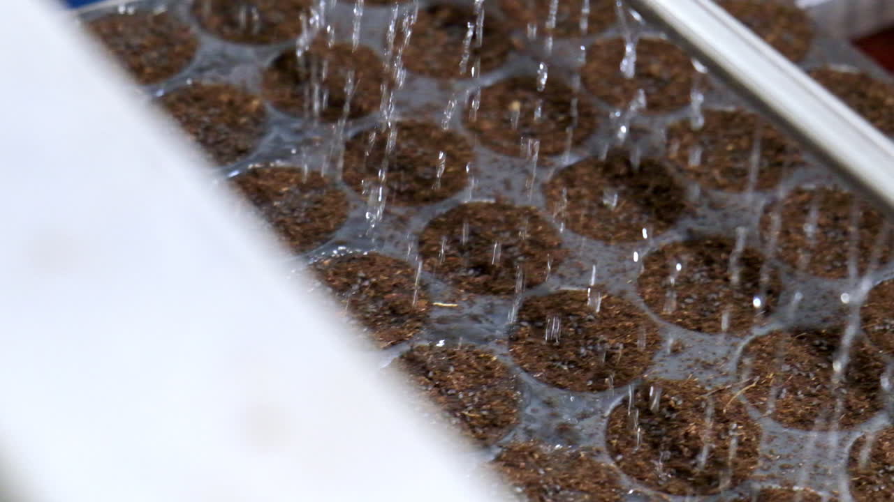 물로 관개되는 동안 컨베이어에서 움직이는 씨 트레이