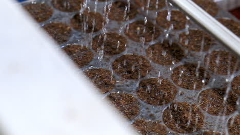 seedling trays moving on conveyor as it gets irrigated by drip water