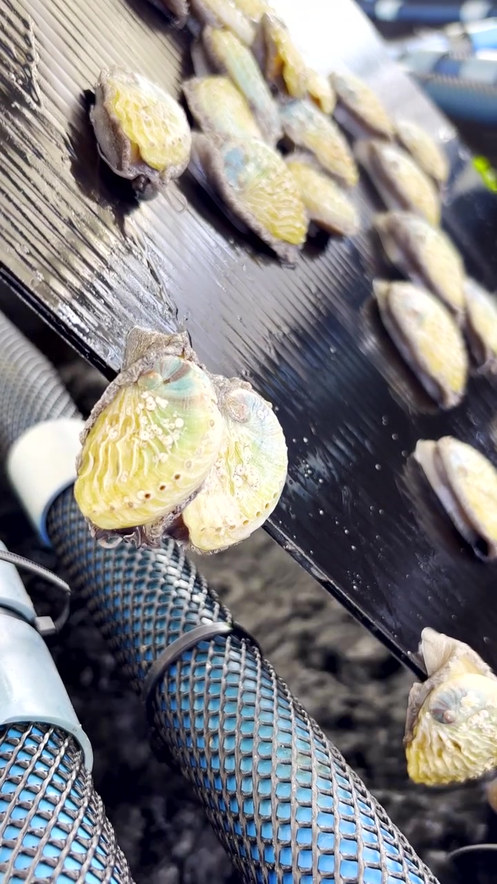 Vertical. Juvenile South African abalone crawl over wet plastic on aquafarm