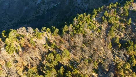 overhead view of pine forest transitions to wide shot of nevado de colima’s rocky summit, jalisco, mexico