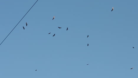 video en cámara lenta de 12 halcones dando vueltas por el cielo