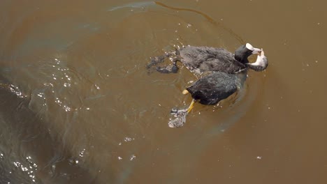 Adorable-scene-of-common-coot-chick-bird-looking-for-food-from-mother,-day,-top-view