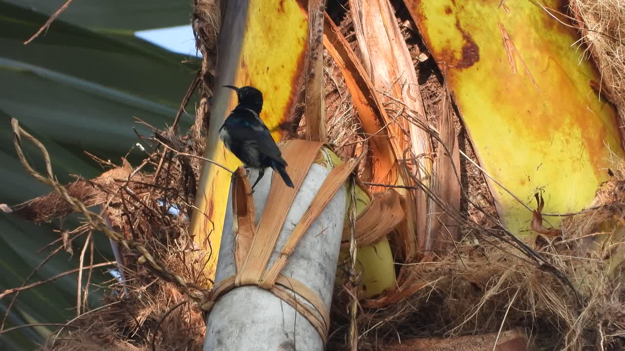 Huming bird in tree drinking honney