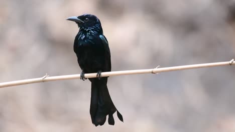 Der-Haarhauben-Drongo-Oder-Ist-In-Asien-Ein-Vogel-Aus-Der-Familie-Der-Dicruridae,-Der-Mit-Dicrurus-Bracteatus-Oder-Spangled-Drongo-Konspezifisch-War,-Bei-Dem-Es-Schwierig-Sein-Kann,-Ihn-Voneinander-Zu-Unterscheiden