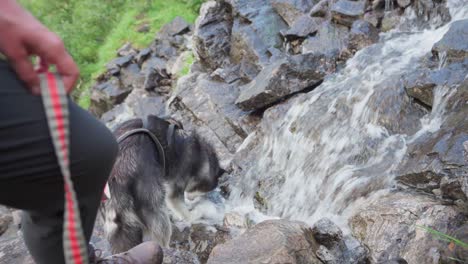 Alaskan-Malamute-Mit-Einer-Leine,-Die-Auf-Stromschnellen-Trinkt,-Die-Aus-Felsigen-Bergen-Fließen