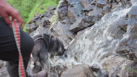 malamute de alaska con una correa bebiendo en los rápidos que fluyen de las montañas rocosas