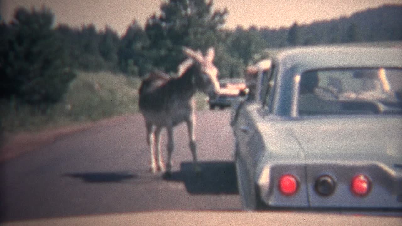 1966년 블랙 힐즈에서 차 창문에서 무작위적으로 을 는 아이