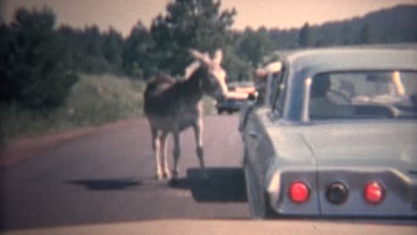 (8mm vintage) 1966 niño acariciando una mula aleatoria desde la ventana del coche, black hills, estados unidos