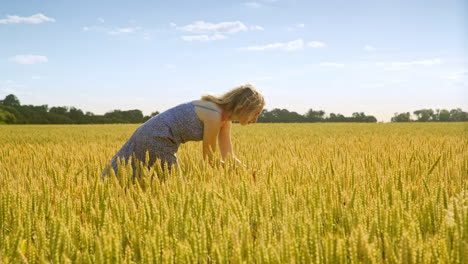 Hermosa-Chica-En-El-Campo-De-Cosecha-De-Trigo-Dorado.-Agrónomo-Mirando-Espigas-De-Trigo