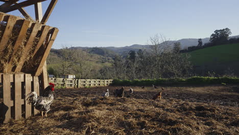 la vie à la ferme à la campagne avec le coq et les poulets à la lumière du matin a établi le tir