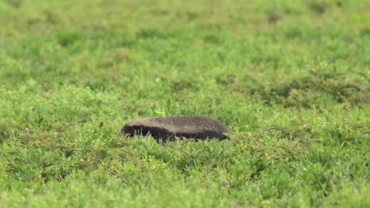 Tasso del miele nel Parco Nazionale del Serengeti in Tanzania, Africa, durante un safari faunistico africano, mentre cammina nell'erba nelle pianure.