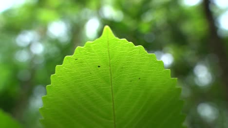 Cerrar-Imagen-De-Hoja-En-árbol-Desconocido