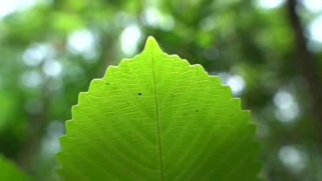 imagen de cerca de la hoja en un árbol desconocido