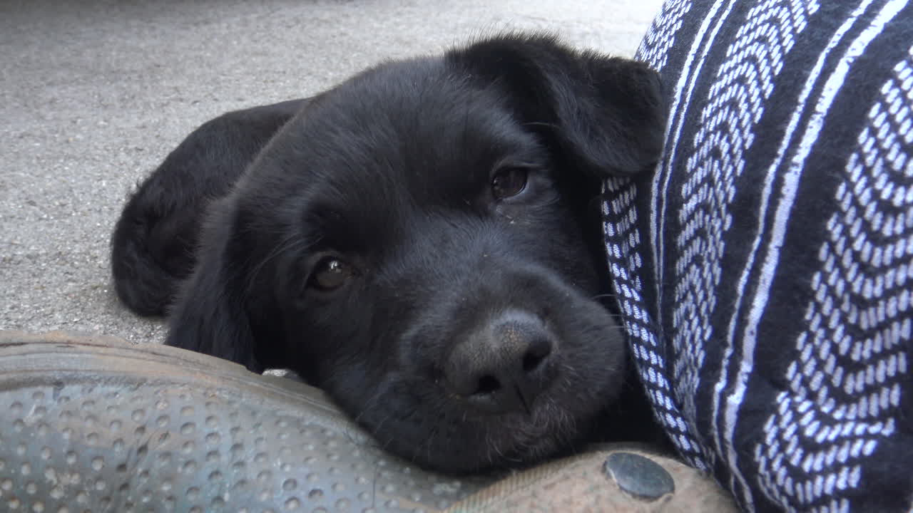 밖에서 쉬고 있는 귀여운 신생아 강아지들