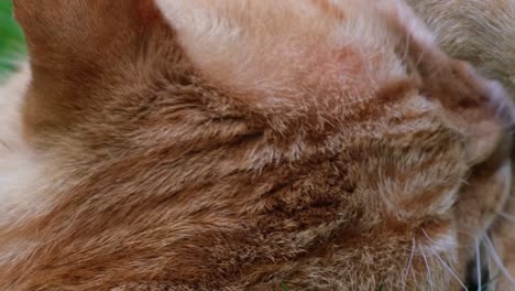 close up of head of orange - red haired cat lying in the grass performing its cleaning by licking its arm and paw