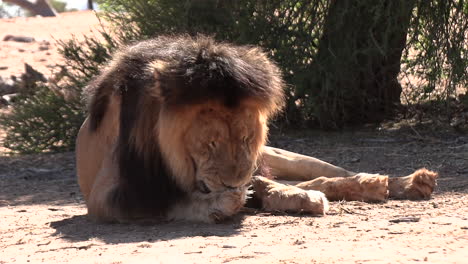 un león macho kalahari con una melena oscura mordisquea y lame su pata