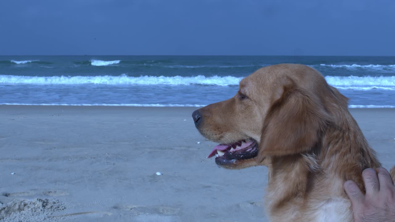 개 주인이 목을 문지르고 있다